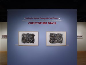 Drawing on Nature: Work by Christopher Davis